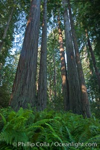 Coast redwood, or simply 'redwood', the tallest tree on Earth, reaching a height of 379' and living 3500 years or more.  It is native to coastal California and the southwestern corner of Oregon within the United States, but most concentrated in Redwood National and State Parks in Northern California, found close to the coast where moisture and soil conditions can support its unique size and growth requirements, Sequoia sempervirens, Redwood National Park