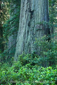 Coast redwood, or simply 'redwood', the tallest tree on Earth, reaching a height of 379' and living 3500 years or more.  It is native to coastal California and the southwestern corner of Oregon within the United States, but most concentrated in Redwood National and State Parks in Northern California, found close to the coast where moisture and soil conditions can support its unique size and growth requirements, Sequoia sempervirens, Redwood National Park