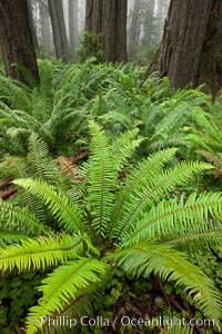 Ferns grow below coastal redwood and Douglas Fir trees, Lady Bird Johnson Grove, Redwood National Park.  The coastal redwood, or simply 'redwood', is the tallest tree on Earth, reaching a height of 379' and living 3500 years or more.  It is native to coastal California and the southwestern corner of Oregon within the United States, but most concentrated in Redwood National and State Parks in Northern California, found close to the coast where moisture and soil conditions can support its unique size and growth requirements, Sequoia sempervirens