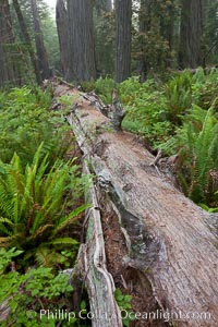 Fallen coast redwood tree.  This tree will slowly decompose, providing a substrate and nutrition for new plants to grow and structure for small animals to use.  Nurse log, Sequoia sempervirens, Redwood National Park, California