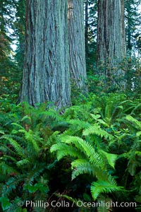 Ferns grow below coastal redwood and Douglas Fir trees, Lady Bird Johnson Grove, Redwood National Park.  The coastal redwood, or simply 'redwood', is the tallest tree on Earth, reaching a height of 379' and living 3500 years or more.  It is native to coastal California and the southwestern corner of Oregon within the United States, but most concentrated in Redwood National and State Parks in Northern California, found close to the coast where moisture and soil conditions can support its unique size and growth requirements, Sequoia sempervirens