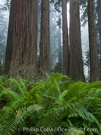 Ferns grow below coastal redwood and Douglas Fir trees, Lady Bird Johnson Grove, Redwood National Park.  The coastal redwood, or simply 'redwood', is the tallest tree on Earth, reaching a height of 379' and living 3500 years or more.  It is native to coastal California and the southwestern corner of Oregon within the United States, but most concentrated in Redwood National and State Parks in Northern California, found close to the coast where moisture and soil conditions can support its unique size and growth requirements, Sequoia sempervirens