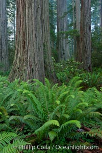 Giant redwood, Lady Bird Johnson Grove, Redwood National Park.  The coastal redwood, or simply 'redwood', is the tallest tree on Earth, reaching a height of 379' and living 3500 years or more.  It is native to coastal California and the southwestern corner of Oregon within the United States, but most concentrated in Redwood National and State Parks in Northern California, found close to the coast where moisture and soil conditions can support its unique size and growth requirements, Sequoia sempervirens