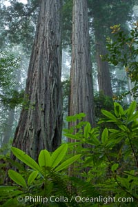 Coast redwood, or simply 'redwood', the tallest tree on Earth, reaching a height of 379' and living 3500 years or more.  It is native to coastal California and the southwestern corner of Oregon within the United States, but most concentrated in Redwood National and State Parks in Northern California, found close to the coast where moisture and soil conditions can support its unique size and growth requirements, Sequoia sempervirens, Redwood National Park