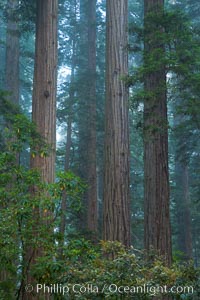 Coast redwood, or simply 'redwood', the tallest tree on Earth, reaching a height of 379' and living 3500 years or more.  It is native to coastal California and the southwestern corner of Oregon within the United States, but most concentrated in Redwood National and State Parks in Northern California, found close to the coast where moisture and soil conditions can support its unique size and growth requirements, Sequoia sempervirens, Redwood National Park