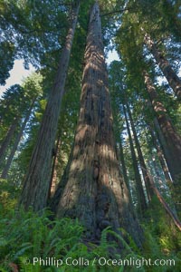 Coast redwood trees in Lady Bird Johnson Grove, Redwood National Park.  The coastal redwood, or simply 'redwood', is the tallest tree on Earth, reaching a height of 379' and living 3500 years or more, Sequoia sempervirens