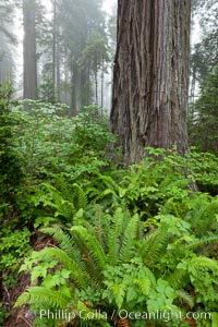 Coast redwood, or simply 'redwood', the tallest tree on Earth, reaching a height of 379' and living 3500 years or more.  It is native to coastal California and the southwestern corner of Oregon within the United States, but most concentrated in Redwood National and State Parks in Northern California, found close to the coast where moisture and soil conditions can support its unique size and growth requirements, Sequoia sempervirens, Redwood National Park