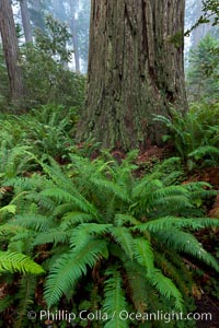 Ferns grow below coastal redwood and Douglas Fir trees, Lady Bird Johnson Grove, Redwood National Park.  The coastal redwood, or simply 'redwood', is the tallest tree on Earth, reaching a height of 379' and living 3500 years or more.  It is native to coastal California and the southwestern corner of Oregon within the United States, but most concentrated in Redwood National and State Parks in Northern California, found close to the coast where moisture and soil conditions can support its unique size and growth requirements, Sequoia sempervirens