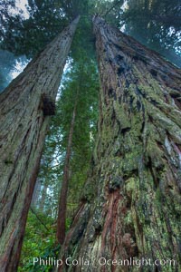 Giant redwood, Lady Bird Johnson Grove, Redwood National Park.  The coastal redwood, or simply 'redwood', is the tallest tree on Earth, reaching a height of 379' and living 3500 years or more.  It is native to coastal California and the southwestern corner of Oregon within the United States, but most concentrated in Redwood National and State Parks in Northern California, found close to the coast where moisture and soil conditions can support its unique size and growth requirements, Sequoia sempervirens