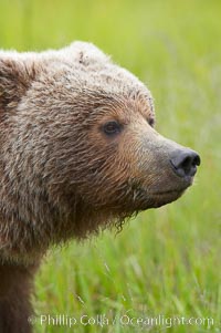 Brown bear head profile, Ursus arctos, Lake Clark National Park, Alaska