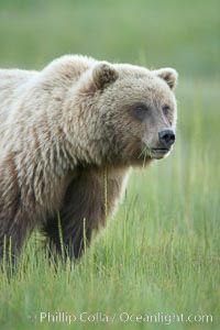 Coastal brown bear in meadow.  The tall sedge grasses in this coastal meadow are a food source for brown bears, who may eat 30 lbs of it each day during summer while waiting for their preferred food, salmon, to arrive in the nearby rivers, Ursus arctos, Lake Clark National Park, Alaska