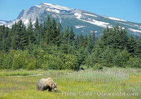 Coastal brown bear in meadow.  The tall sedge grasses in this coastal meadow are a food source for brown bears, who may eat 30 lbs of it each day during summer while waiting for their preferred food, salmon, to arrive in the nearby rivers, Ursus arctos, Lake Clark National Park, Alaska