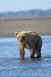 Coastal brown bear forages for salmon returning from the ocean to Silver Salmon Creek.  Grizzly bear, Ursus arctos, Lake Clark National Park, Alaska