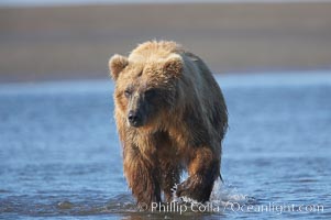 Coastal brown bear forages for salmon returning from the ocean to Silver Salmon Creek.  Grizzly bear, Ursus arctos, Lake Clark National Park, Alaska