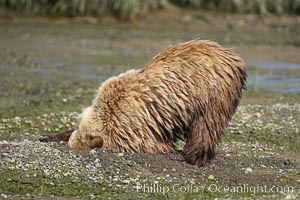 Brown bear digs in a nearly dry river bed for remains of salmon, Ursus arctos, Lake Clark National Park, Alaska