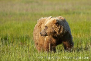 Coastal brown bear in meadow.  The tall sedge grasses in this coastal meadow are a food source for brown bears, who may eat 30 lbs of it each day during summer while waiting for their preferred food, salmon, to arrive in the nearby rivers, Ursus arctos, Lake Clark National Park, Alaska