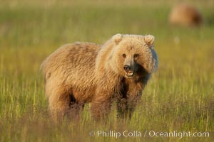 Juvenile coastal brown bear (grizzly bear) in sedge grass near Johnson River, Ursus arctos, Lake Clark National Park, Alaska