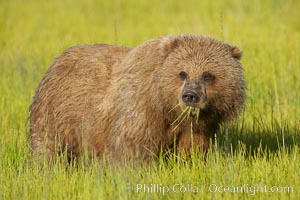 Young brown bear grazes in tall sedge grass.  Brown bears can consume 30 lbs of sedge grass daily, waiting weeks until spawning salmon fill the rivers, Ursus arctos, Lake Clark National Park, Alaska
