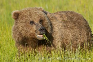 Young brown bear grazes in tall sedge grass.  Brown bears can consume 30 lbs of sedge grass daily, waiting weeks until spawning salmon fill the rivers, Ursus arctos, Lake Clark National Park, Alaska