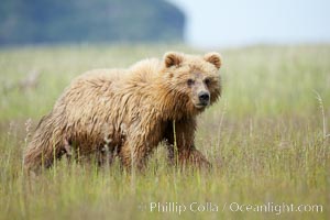 Coastal brown bear cub, one and a half years old, near Johnson River.  This cub will remain with its mother for about another six months, and will be on its own next year, Ursus arctos, Lake Clark National Park, Alaska