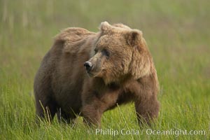 Coastal brown bear in meadow.  The tall sedge grasses in this coastal meadow are a food source for brown bears, who may eat 30 lbs of it each day during summer while waiting for their preferred food, salmon, to arrive in the nearby rivers, Ursus arctos, Lake Clark National Park, Alaska