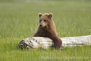 Lazy brown bear rests on a log, Ursus arctos, Lake Clark National Park, Alaska