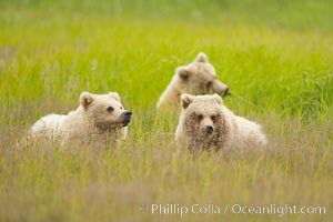 Brown bear cubs.  These cubs are one and a half years old and have yet to leave their mother.  They will be on their own and have to fend for themselves next summer, Ursus arctos, Lake Clark National Park, Alaska