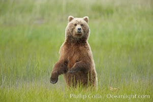 A brown bear mother (sow) stands in tall sedge grass to look for other approaching bears that may be a threat to her cubs. Lake Clark National Park, Alaska, USA, Ursus arctos, natural history stock photograph, photo id 19204