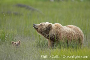 Brown bear female sow with spring cubs.  These three cubs were born earlier in the spring and will remain with their mother for almost two years, relying on her completely for their survival, Ursus arctos, Lake Clark National Park, Alaska