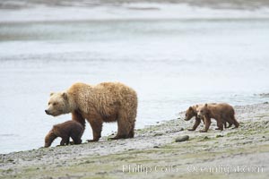 Brown bear female sow with spring cubs.  These three cubs were born earlier in the spring and will remain with their mother for almost two years, relying on her completely for their survival, Ursus arctos, Lake Clark National Park, Alaska