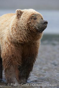 Coastal brown bear on sand flats at low tide, Ursus arctos, Lake Clark National Park, Alaska