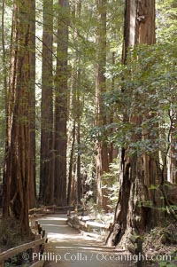 Coastal redwoods and Douglas firs dominate the Muir Woods National Monument north of San Francisco.  Coast redwoods are the worlds tallest living species and second-most massive tree (after the giant Sequoia), reaching 370 ft in height and 22 ft in diameter.  Muir Woods National Monument, Golden Gate National Recreation Area, north of San Francisco, Pseudotsuga menziesii, Sequoia sempervirens