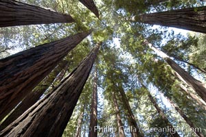 Coastal redwoods and Douglas firs dominate the Muir Woods National Monument north of San Francisco.  Coast redwoods are the worlds tallest living species and second-most massive tree (after the giant Sequoia), reaching 370 ft in height and 22 ft in diameter.  Muir Woods National Monument, Golden Gate National Recreation Area, north of San Francisco, Pseudotsuga menziesii, Sequoia sempervirens