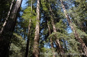 Coastal redwoods and Douglas firs dominate the Muir Woods National Monument north of San Francisco.  Coast redwoods are the worlds tallest living species and second-most massive tree (after the giant Sequoia), reaching 370 ft in height and 22 ft in diameter.  Muir Woods National Monument, Golden Gate National Recreation Area, north of San Francisco, Pseudotsuga menziesii, Sequoia sempervirens