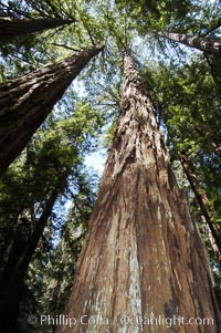 Coastal redwoods and Douglas firs dominate the Muir Woods National Monument north of San Francisco.  Coast redwoods are the worlds tallest living species and second-most massive tree (after the giant Sequoia), reaching 370 ft in height and 22 ft in diameter.  Muir Woods National Monument, Golden Gate National Recreation Area, north of San Francisco, Pseudotsuga menziesii, Sequoia sempervirens