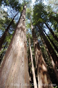 Coastal redwoods and Douglas firs dominate the Muir Woods National Monument north of San Francisco.  Coast redwoods are the worlds tallest living species and second-most massive tree (after the giant Sequoia), reaching 370 ft in height and 22 ft in diameter.  Muir Woods National Monument, Golden Gate National Recreation Area, north of San Francisco, Pseudotsuga menziesii, Sequoia sempervirens