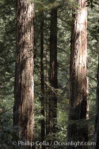 Coastal redwoods and Douglas firs dominate the Muir Woods National Monument north of San Francisco.  Coast redwoods are the worlds tallest living species and second-most massive tree (after the giant Sequoia), reaching 370 ft in height and 22 ft in diameter.  Muir Woods National Monument, Golden Gate National Recreation Area, north of San Francisco, Pseudotsuga menziesii, Sequoia sempervirens