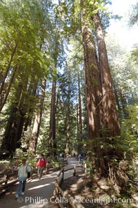 Coastal redwoods and Douglas firs dominate the Muir Woods National Monument north of San Francisco.  Coast redwoods are the worlds tallest living species and second-most massive tree (after the giant Sequoia), reaching 370 ft in height and 22 ft in diameter.  Muir Woods National Monument, Golden Gate National Recreation Area, north of San Francisco, Pseudotsuga menziesii, Sequoia sempervirens