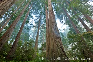 Giant redwood, Lady Bird Johnson Grove, Redwood National Park. The coastal redwood, or simply 'redwood', is the tallest tree on Earth, reaching a height of 379' and living 3500 years or more. It is native to coastal California and the southwestern corner of Oregon within the United States, but most concentrated in Redwood National and State Parks in Northern California, found close to the coast where moisture and soil conditions can support its unique size and growth requirements, Sequoia sempervirens