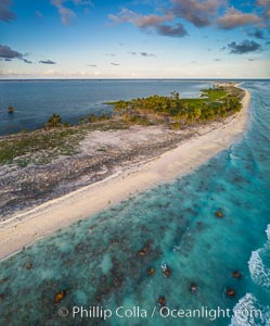 Coconut palm trees on Clipperton Island, aerial photo. Clipperton Island is a spectacular coral atoll in the eastern Pacific. By permit HC / 1485 / CAB (France)