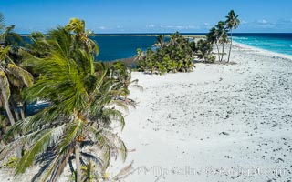 Coconut palm trees on Clipperton Island, aerial photo. Clipperton Island is a spectacular coral atoll in the eastern Pacific. By permit HC / 1485 / CAB (France)