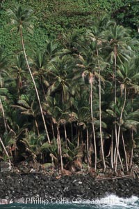 Palm trees on shoreline, Cocos Island