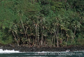 Palm trees on shoreline, Cocos Island