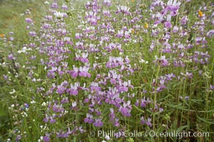 Chinese houses bloom in spring, Lake Elsinore, Collinsia heterophylla