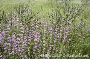 Chinese houses bloom in spring, Lake Elsinore, Collinsia heterophylla