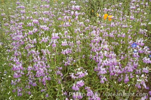 Chinese houses bloom in spring, Lake Elsinore, Collinsia heterophylla