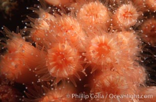 Coenocyathus bowersi, Colonial cup coral, San Miguel Island, California.