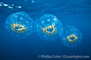 Colonial planktonic pelagic tunicate, adrift in the open ocean, forms rings and chains as it drifts with ocean currents. San Diego, California, USA, natural history stock photograph, photo id 27011