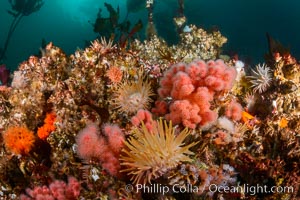 Colorful anemones cover the rocky reef in a kelp forest near Vancouver Island and the Queen Charlotte Strait.  Strong currents bring nutrients to the invertebrate life clinging to the rocks, Gersemia rubiformis