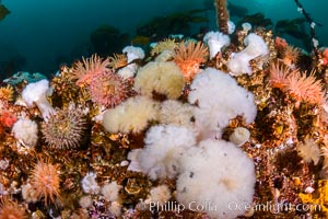 Colorful anemones cover the rocky reef in a kelp forest near Vancouver Island and the Queen Charlotte Strait.  Strong currents bring nutrients to the invertebrate life clinging to the rocks, Metridium senile